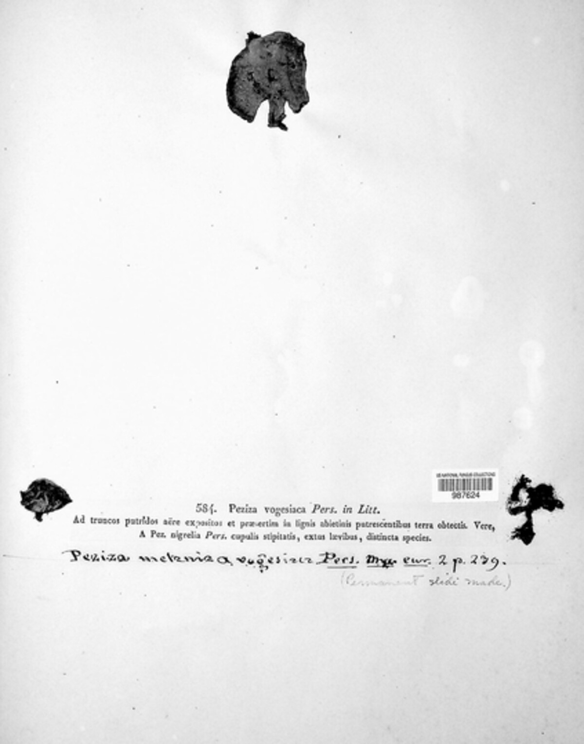 Pseudoplectania melaena image